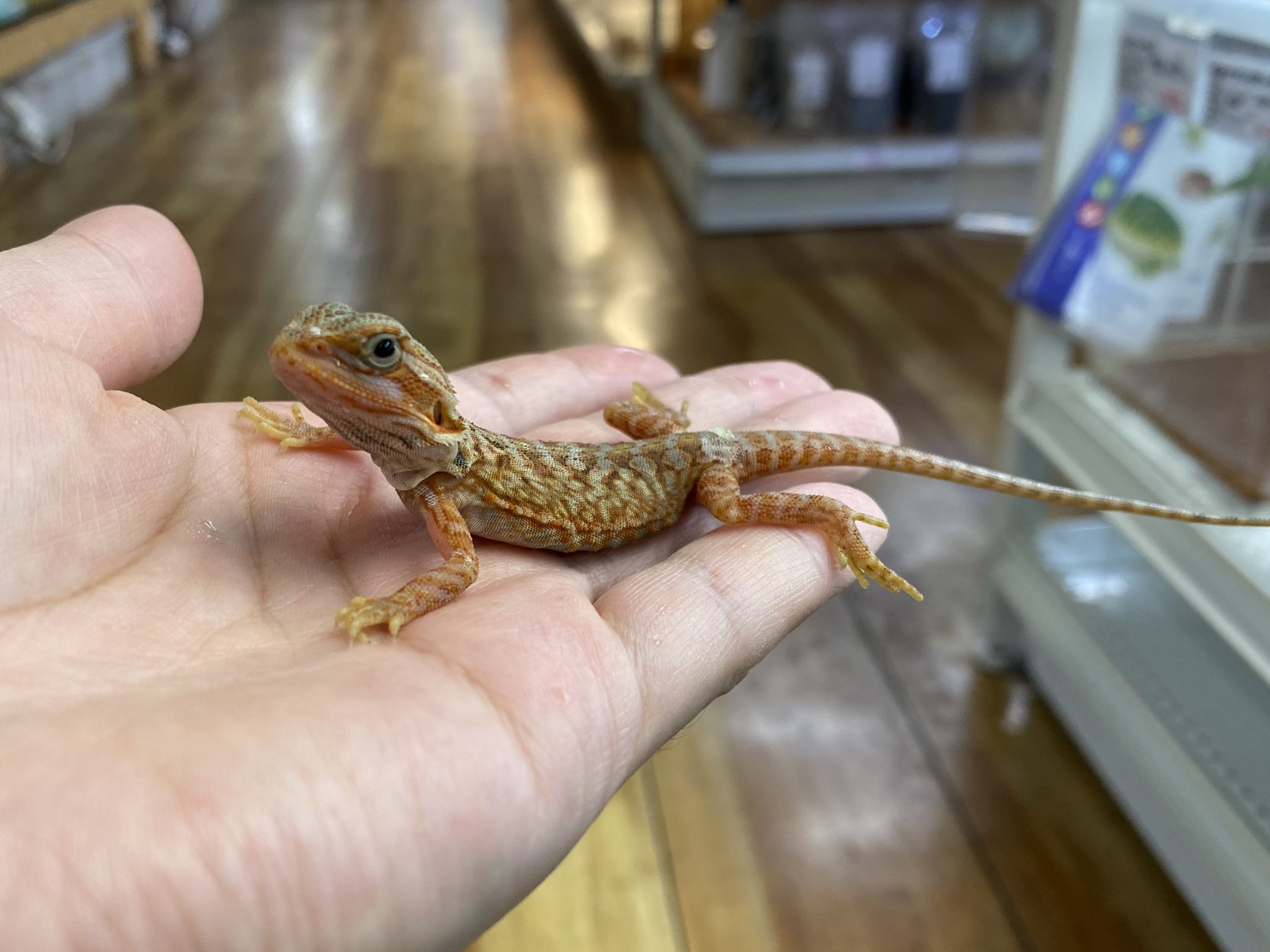 ネイチャーズ北名古屋店 新入荷 フトアゴヒゲトカゲ レッドハイポトランスレザー 写真だと伝わりにくいのですが 色味がとっても綺麗な子です つぶらな瞳でこっちを見てきます 是非 実物を見に来て下さい フトアゴヒゲトカゲ T Co