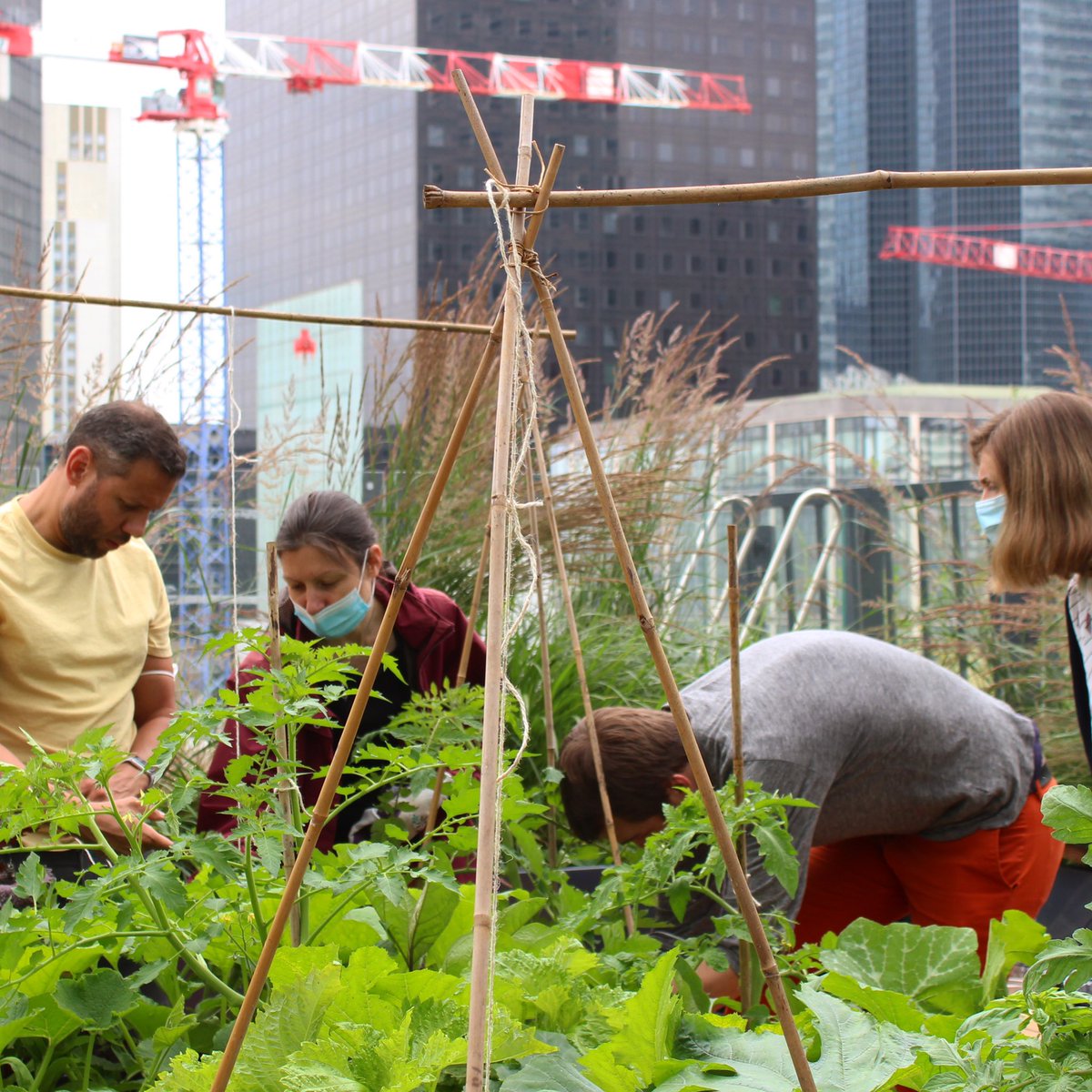 Au potager d’RTE, les collaborateurs concurrencent les grues de La Défense en fabriquant des tipis pour les tomates ! Dans quelques semaines, les pieds de tomates seront si hauts qu’eux aussi gratteront le ciel et feront de l’ombre aux immeubles (ou du moins aux basilics)