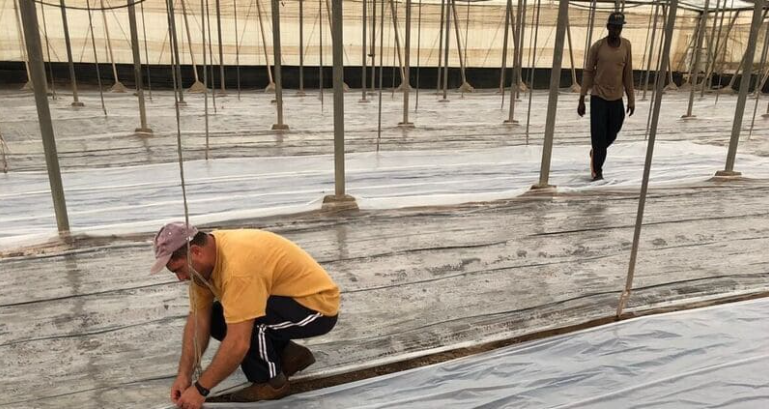 AgroActualidad's tweet image. 🌱🌱 ¿Cómo conseguir una buena #solarización en los #invernaderos? 👉🏻 Este método, que consiste en cubrir el suelo húmedo con plástico transparente durante los meses más cálidos, permite el controlar la aparición de los #pátogenos

▶ sevilla.abc.es/agronoma/notic… @Agronoma_es