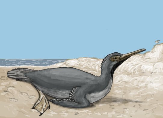 Paleoraptor_'s tweet photo. Hokkaidornis resting on a beach or something in late oligocene Hokkaido :p
And No, Hokkaidornis and all plotopterids are not penguins,
They are suliformes, making them more closely to boobies and gannets
#hokkaidornis
#plotopteridae
#paleoart
#extinctbird
#oligocene https://t.co/wPDO5NZE2H