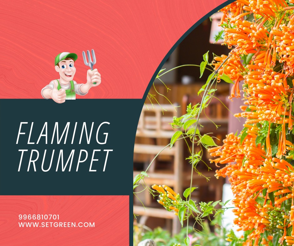 setgreen242's tweet photo. Buy #Flamingtrumpet Plants online.
at #Setgreen. Get ur orders to doorstep in #Hyderabad #Bangalore. #liveplants  #floweringplants #creepers #plants #HappyPlanting #gardenlife #nursery #shopping #homedecor #offers . Visit @ https://t.co/yLMeBiP9US,  #app https://t.co/iCxJPYFg0w https://t.co/3y9iXkd8EX