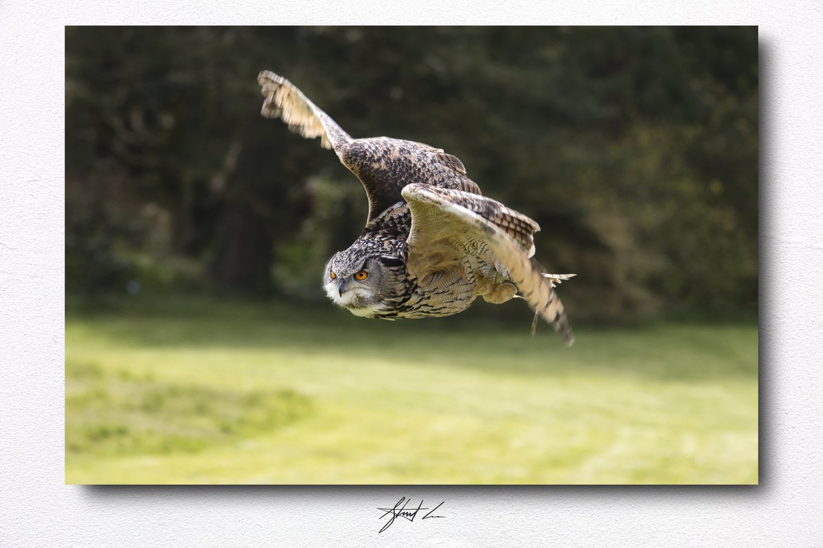shotbycooper's tweet photo. Who loves Owls?

My photograph, 'Focused in Flight', is available to purchase from my online store.
Various sizes and formats to choose from.
•
Grab yours now.
👇
https://t.co/LSoChNqhBn
•
#owls #BirdsOfPrey #wildlifephotography #wildlife #wildlifephotographer #europeaneagleowl https://t.co/FvvbdvcZCW