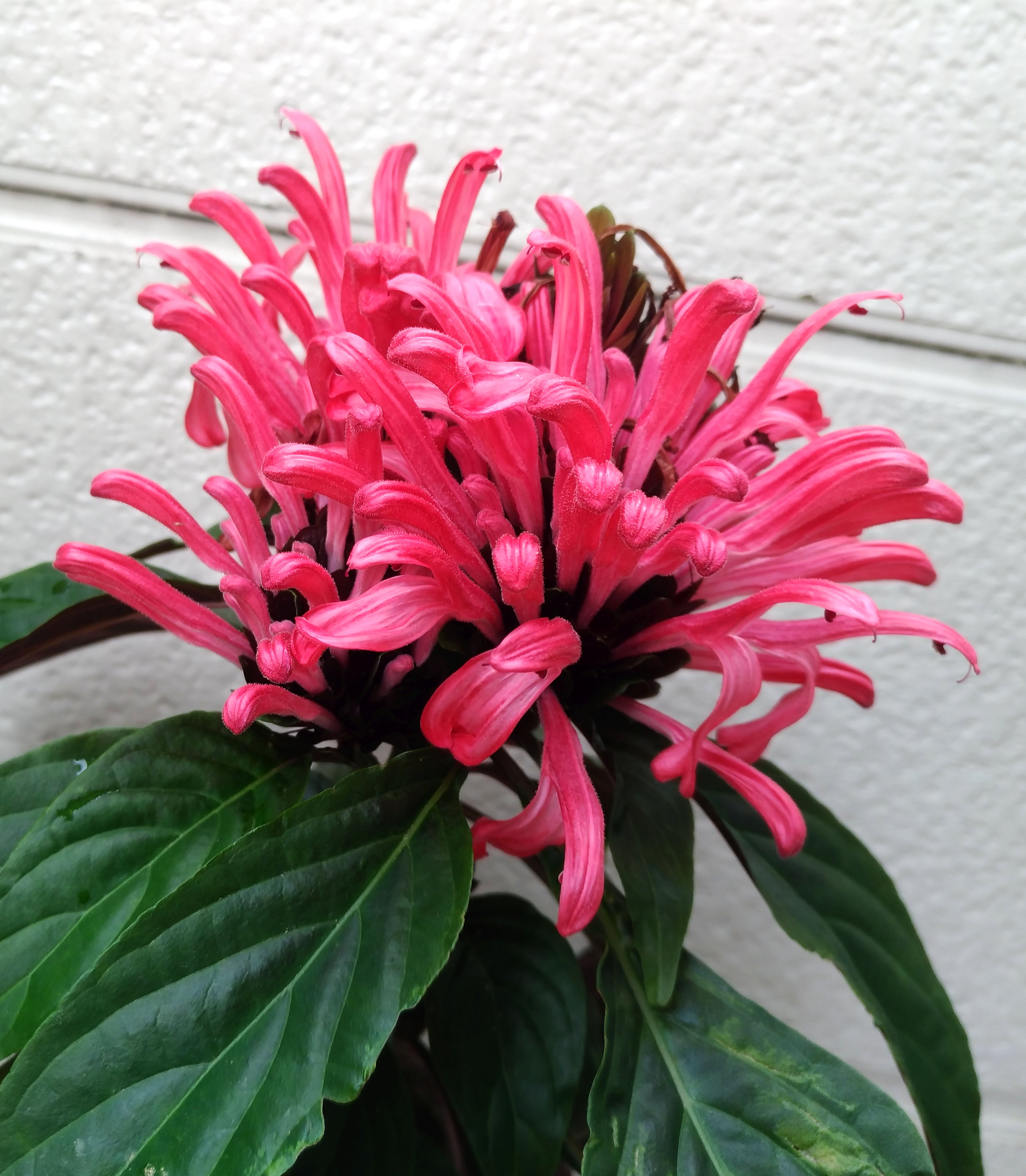 こころんグリーン Pa Twitter わが家のサンゴバナの花が咲いています ピンクの細長い花びらがたくさん伸びてきました 豪華な花がまた咲きました サンゴバナ ピンクの花びら 細長い花びら 夏の花 夏 園芸品種 園芸 ガーデニング 熊本市南区 熊本