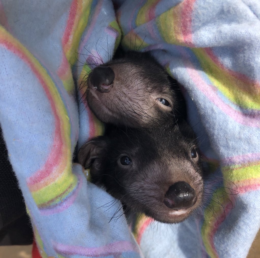 davidghamilton1's tweet photo. Tasmanian devils have an undeserved reputation for being savage beasts, but their common name was given to them purely based on their eerie sounding vocalisations (which, admittedly, can be terrifying)

Their palawa kani name is purinina #DevilFactThursDay https://t.co/Etj15d9V2B