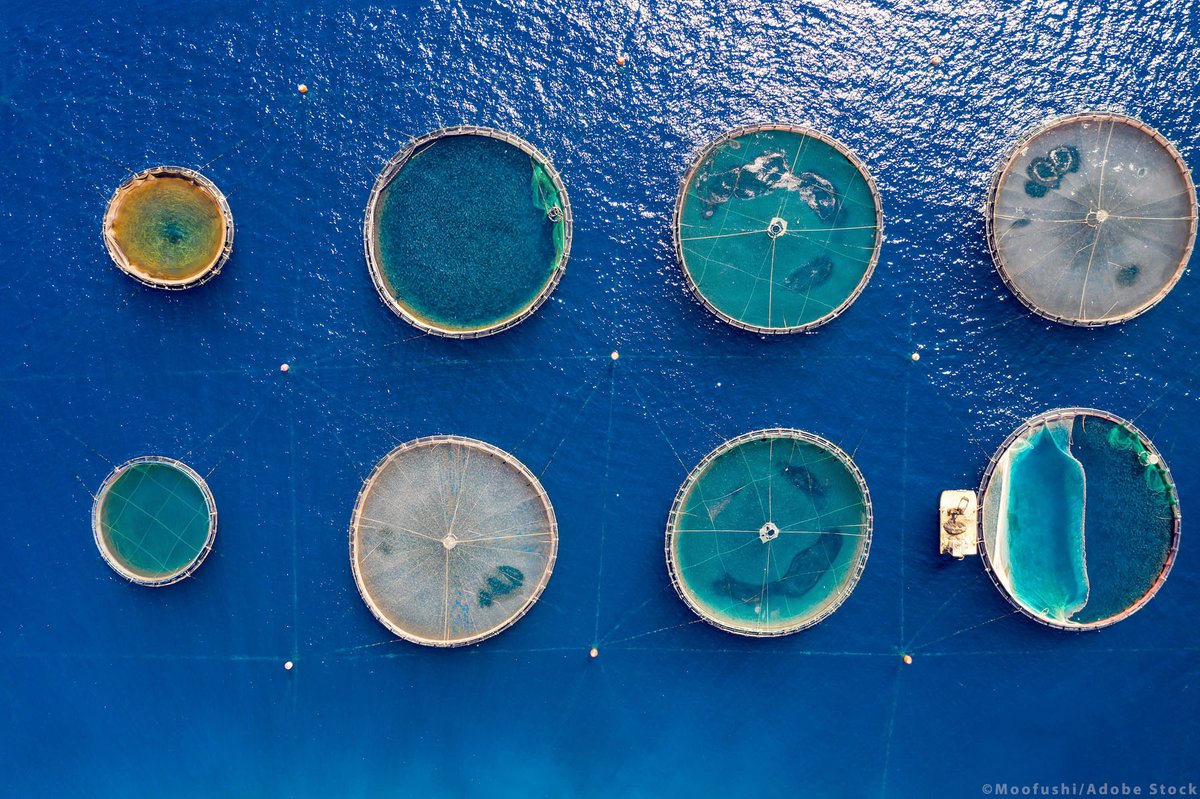 Европейският съюз заделя 6,1 млрд. евро за устойчиво развитие на рибарството и аквакултурите през 2021-2027 г. и за опазване на рибарските общности: eptwitter.eu/qzKn #ЕПзаседва