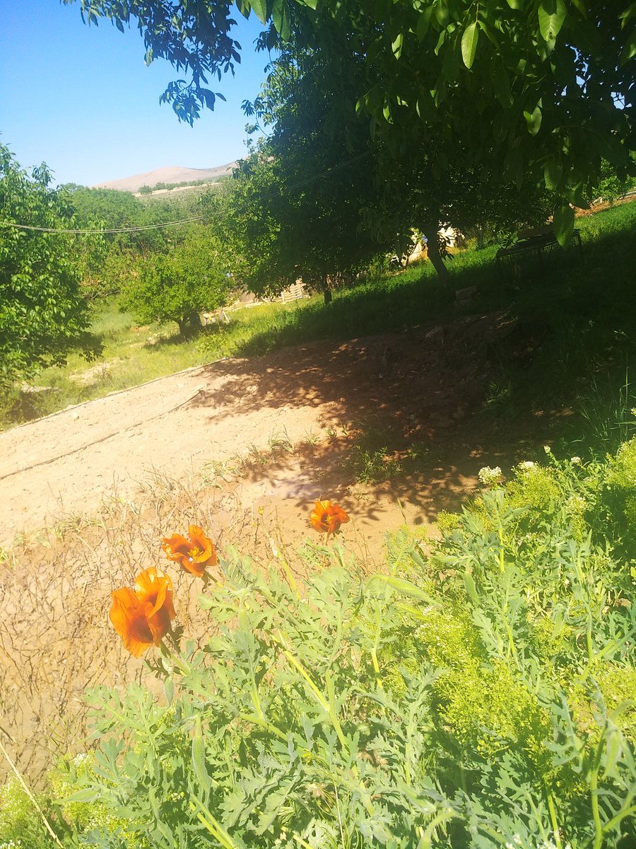 nurayogretmeninciftligi tweet media