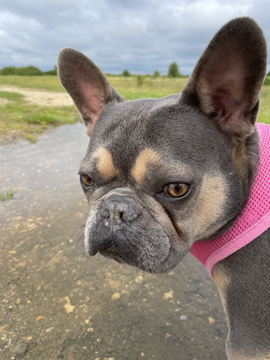fionacue1's tweet photo. My beautiful boy, Inspector Morse #greenhamcoomon #rafgeeenham #frenchbulldog #frenchie #frenchy #rescuedog #fbrgb #morse #inspectormorse #reversesable #soggysummer #handsome #beautiful #thirstyboy https://t.co/6ezGqRjJTi