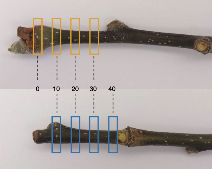 Plant Pathology tweet media