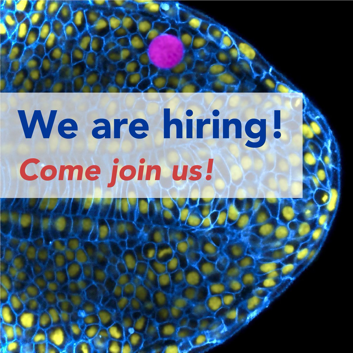 📢 [Jobs alert] 🚨

We have multiple open positions for postdocs, graduate students and techs in our new <a href="/PoLDresden/">Physics of Life Dresden</a> lab, located at the <a href="/mpicbg/">MPI-CBG Dresden</a>. If you are interested in Biological Physics of embryonic development and would like to join us, please DM or email me! More info soon.