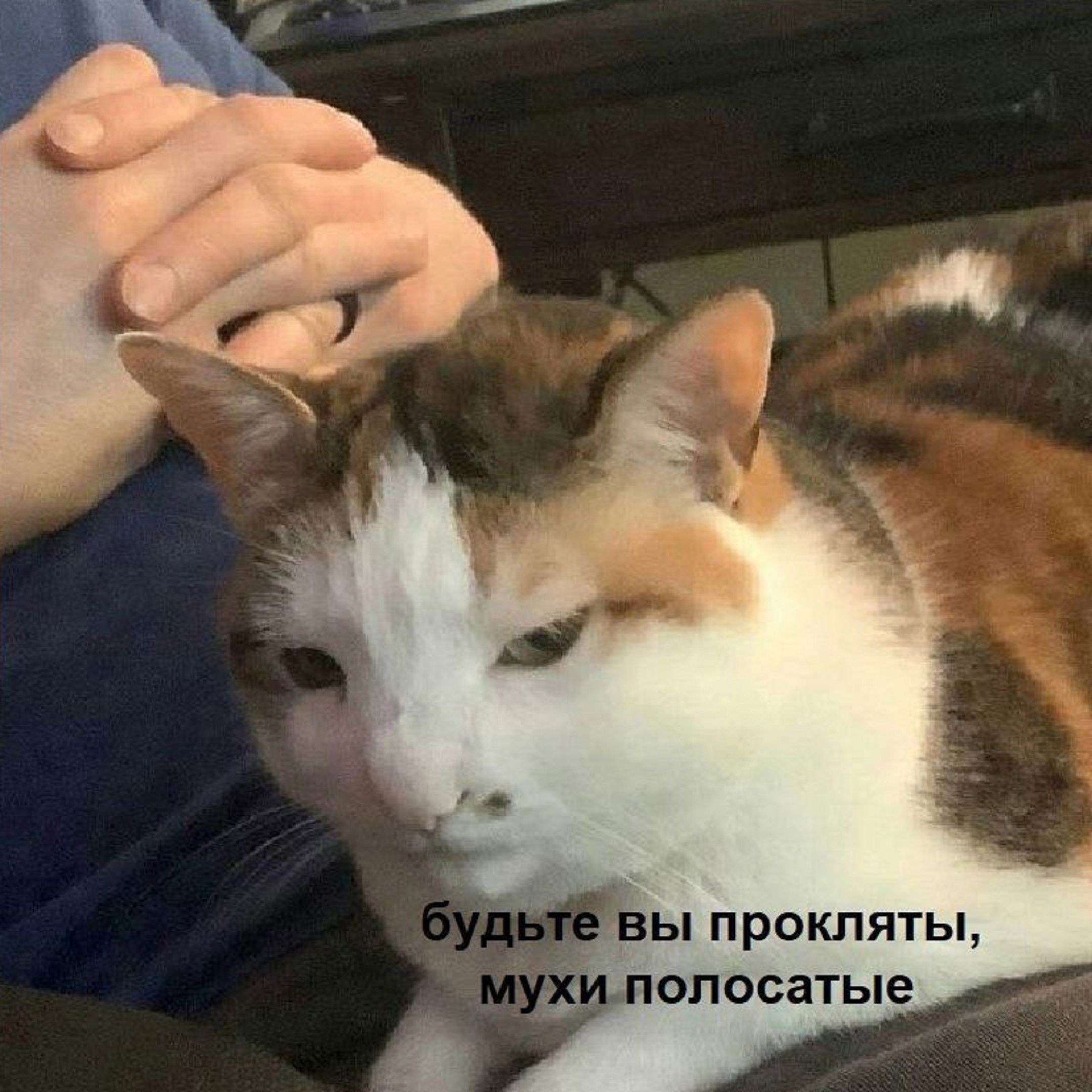Кот которого укусила пчела Мем