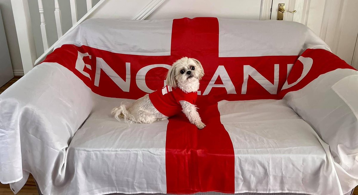 imahodson's tweet photo. @thismorning Kiko my shihtzu says it’s coming home 🏴󠁧󠁢󠁥󠁮󠁧󠁿 https://t.co/bPjz7zCLx5
