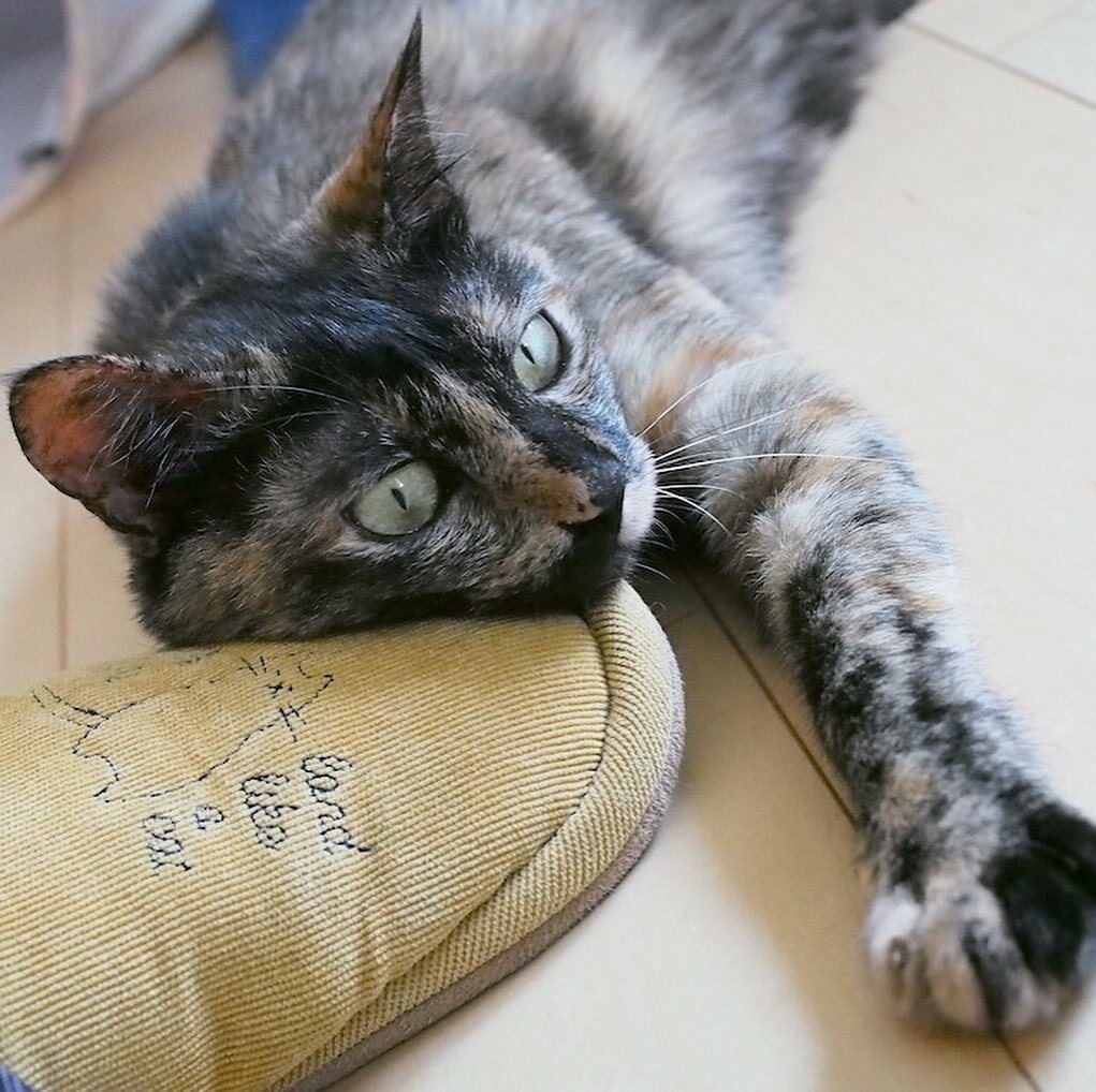 くつろぎ猫カフェnorara Ohgaki Norara Twitter