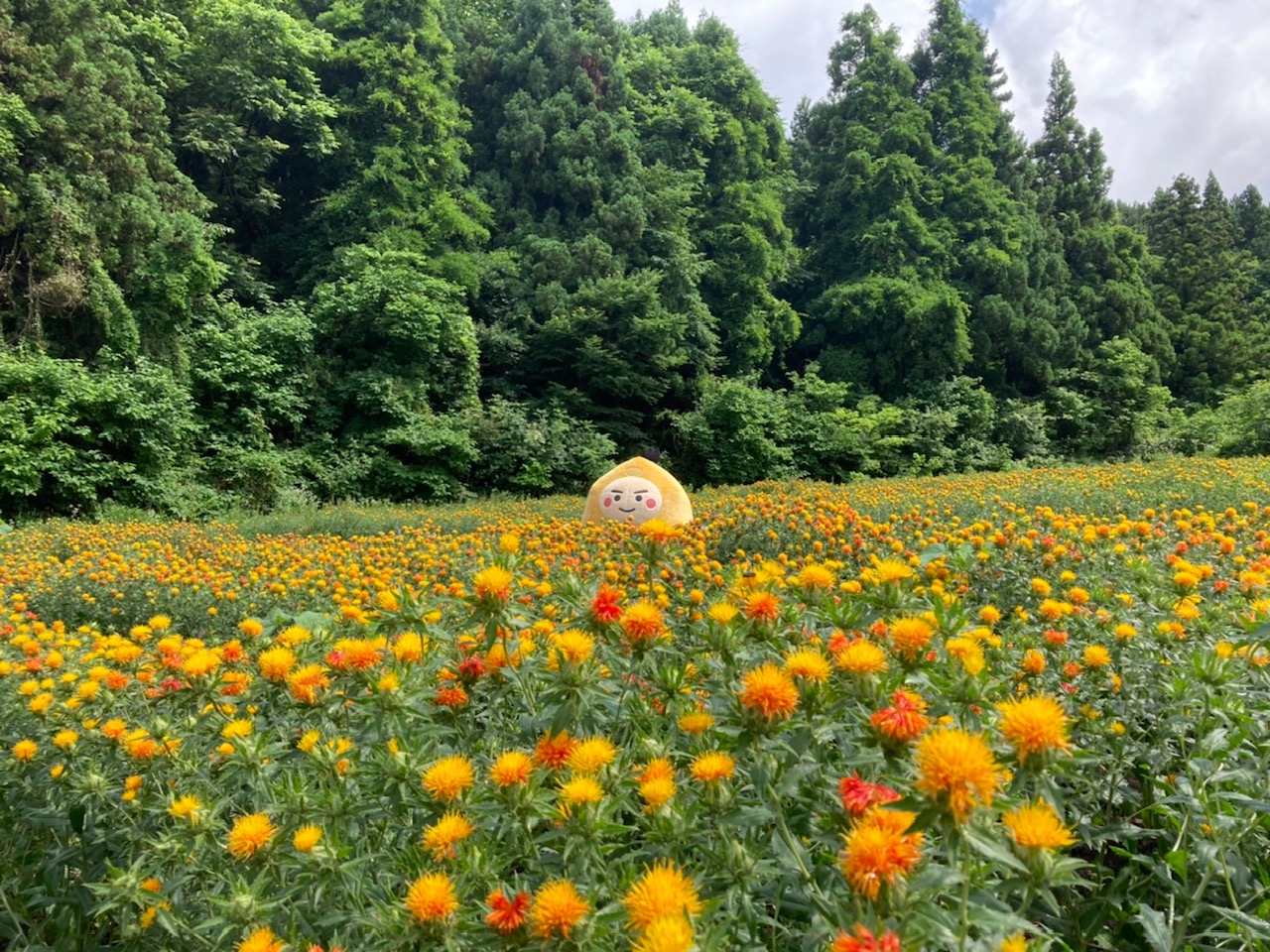 紅花まつり Twitter Search Twitter