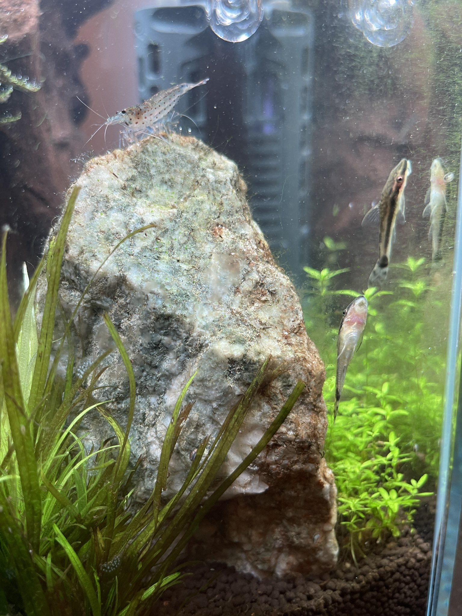 アクアリウム約一年経ちました Aquaquaqua U Twitter