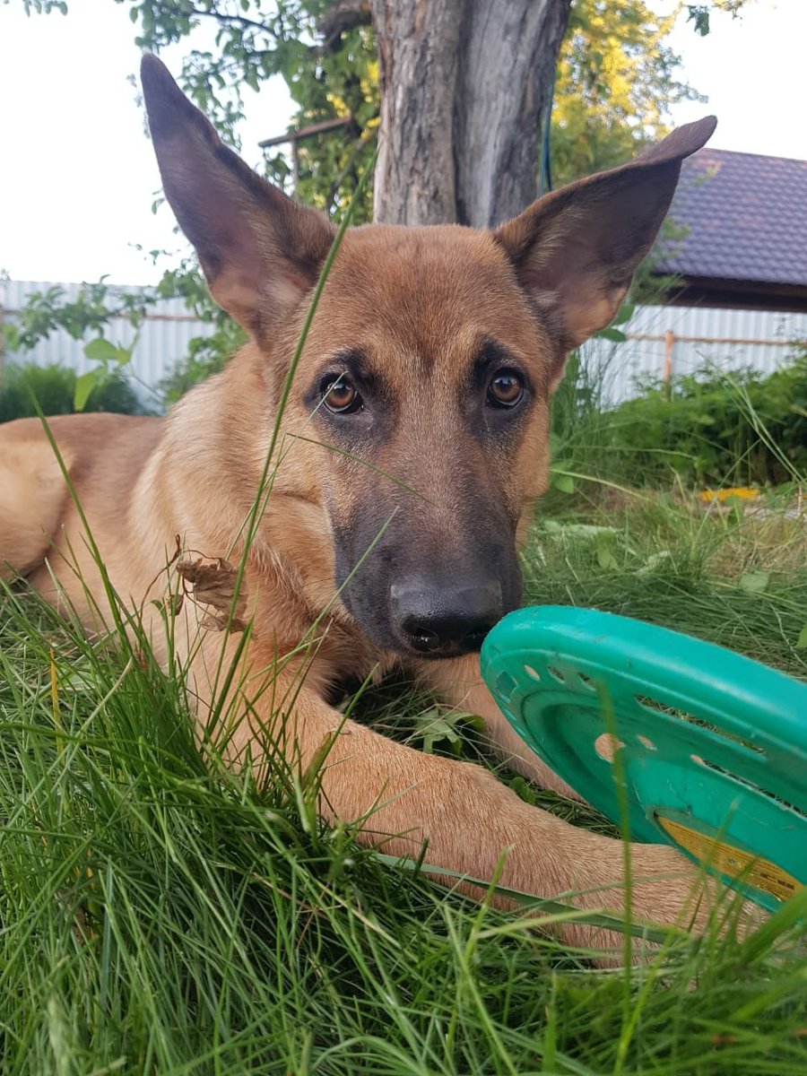 На водоёмах норовит "спасти" хозяев и вытащить на берег )))Пристраиваем строго НЕ НА ЦЕПЬ. С последующим ненавязчивым отслеживанием судьбы.
Привит, с кошками и детьми (подростками) ладит на отлично.А! Ещё наверное надо добавить что приучен к выгулу. В туалет просится. Ретвит плиз
