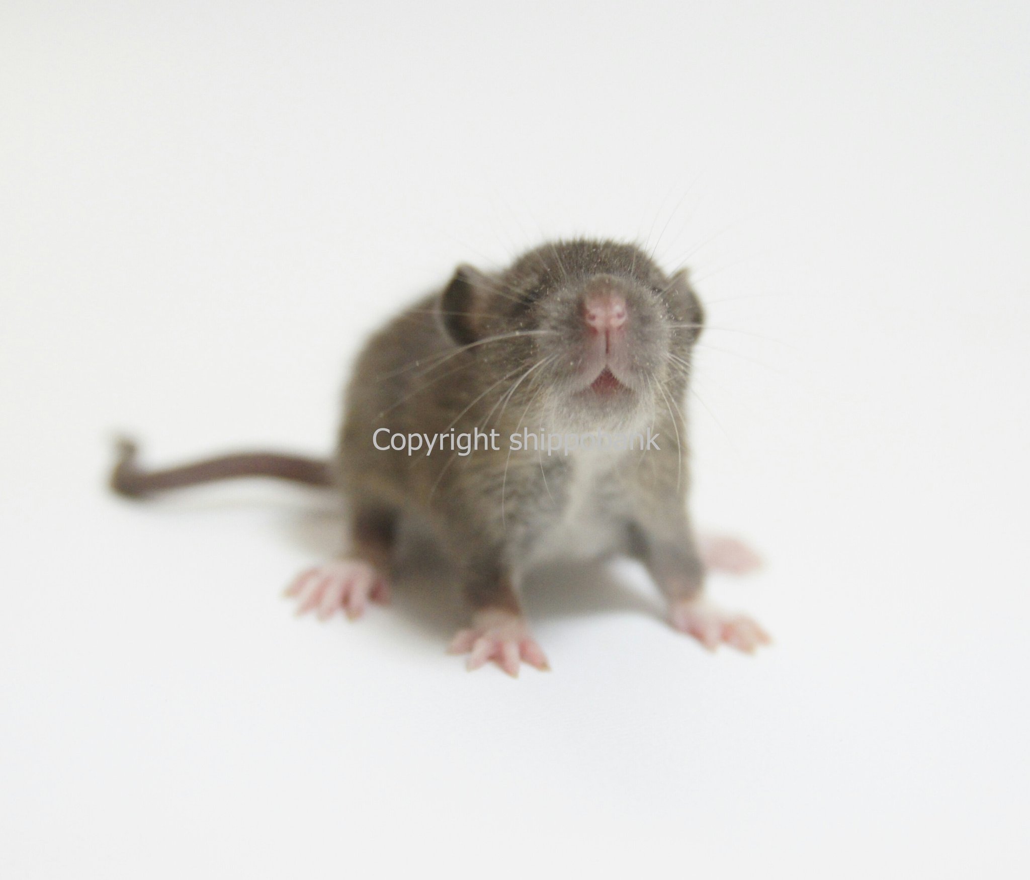 Shippobank ペット専門ファンシーラット ファンシーマウス ハムスター販売 ネズミ色のネズミがほしいですと言われてアグーチを紹介したら違うと言われる 欲しいのはブルーやハスキー 度々こういうことがある 納得がいかない というより 謎