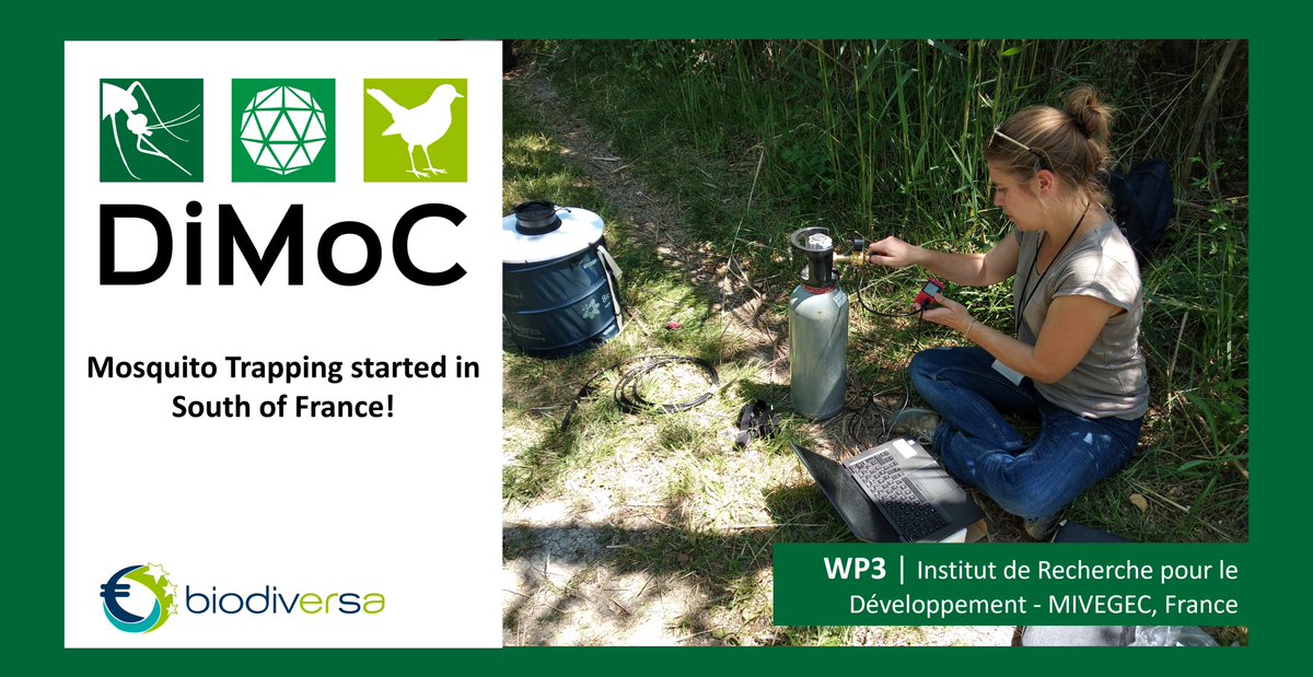 DiMoC (@dimoc11) on Twitter photo News from the field - mosquito trapping has started in June in South of France! <a href="/MarieMarieOlive/">Marie-Marie Olive</a> <a href="/MIVEGEC/">MIVEGEC</a> 
We use BG sentinel and resting traps to identify the distribution of different mosquitoes in the field locations of Camargue, France. 
#DiMoC #BiodivERsA3 News from the field - mosquito trapping has started in June in South of France! <a href="/MarieMarieOlive/">Marie-Marie Olive</a> <a href="/MIVEGEC/">MIVEGEC</a> 
We use BG sentinel and resting traps to identify the distribution of different mosquitoes in the field locations of Camargue, France. 
#DiMoC #BiodivERsA3