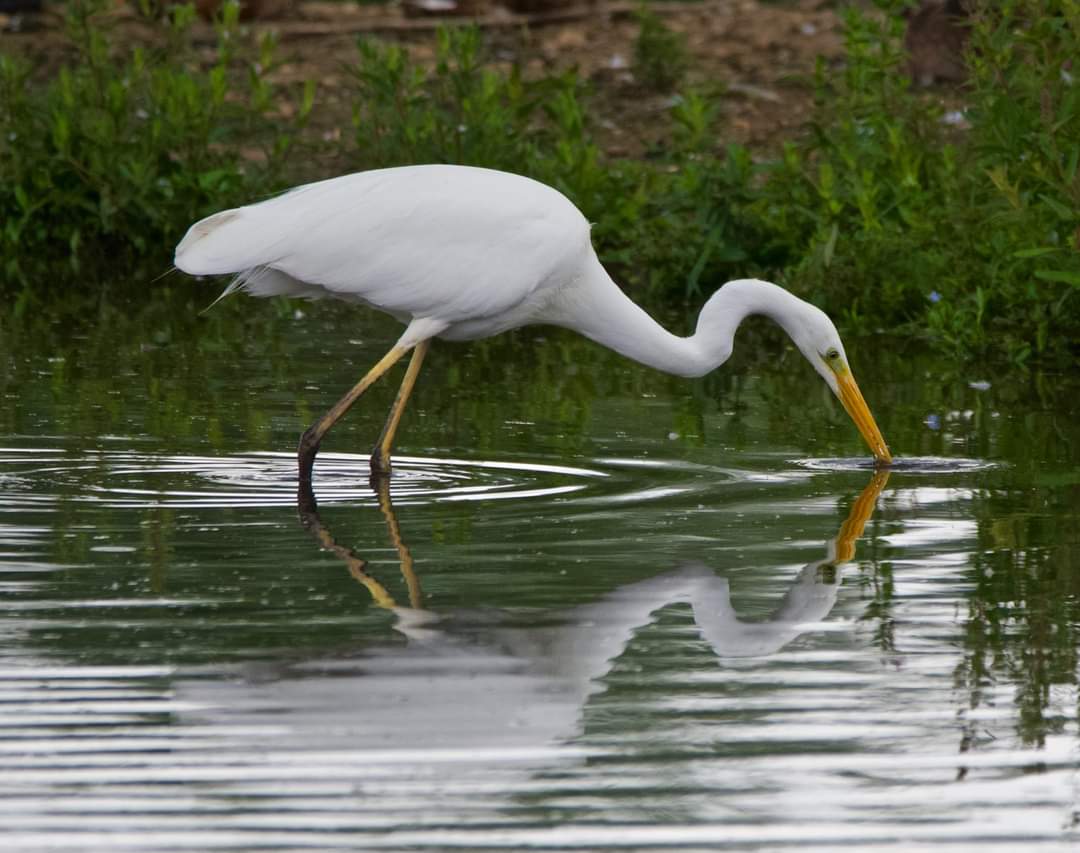 A few of hours walk round Attenborough nature yesterday, a couple of great white egrets in one of their favourite places .@AttenboroughNR @Nottswildlife @Avibase @rawbirds @wildlife_uk