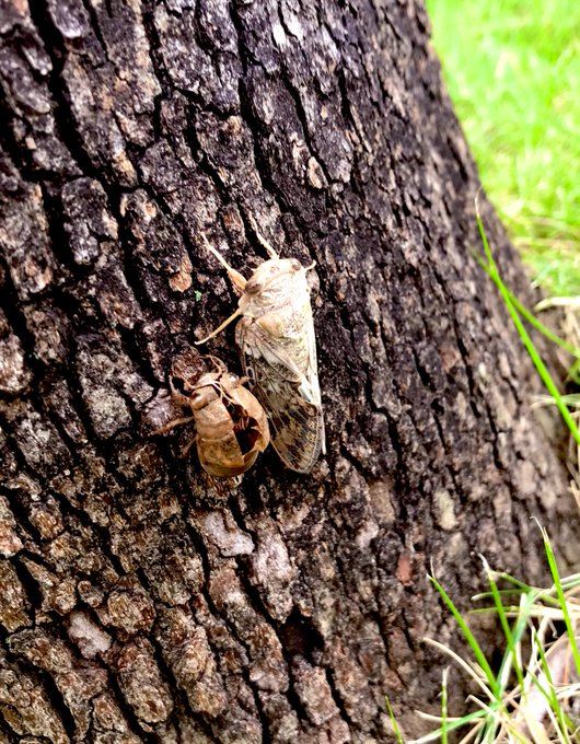 抜け殻のtwitterイラスト検索結果 古い順