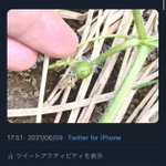 大切に育てたスイカを収穫して切ってみたら…赤いころがほとんどなかった…