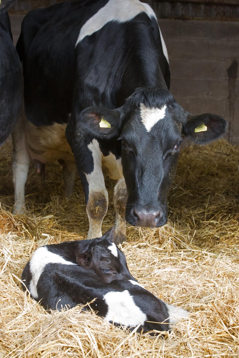 Elanco UK Livestock tweet media