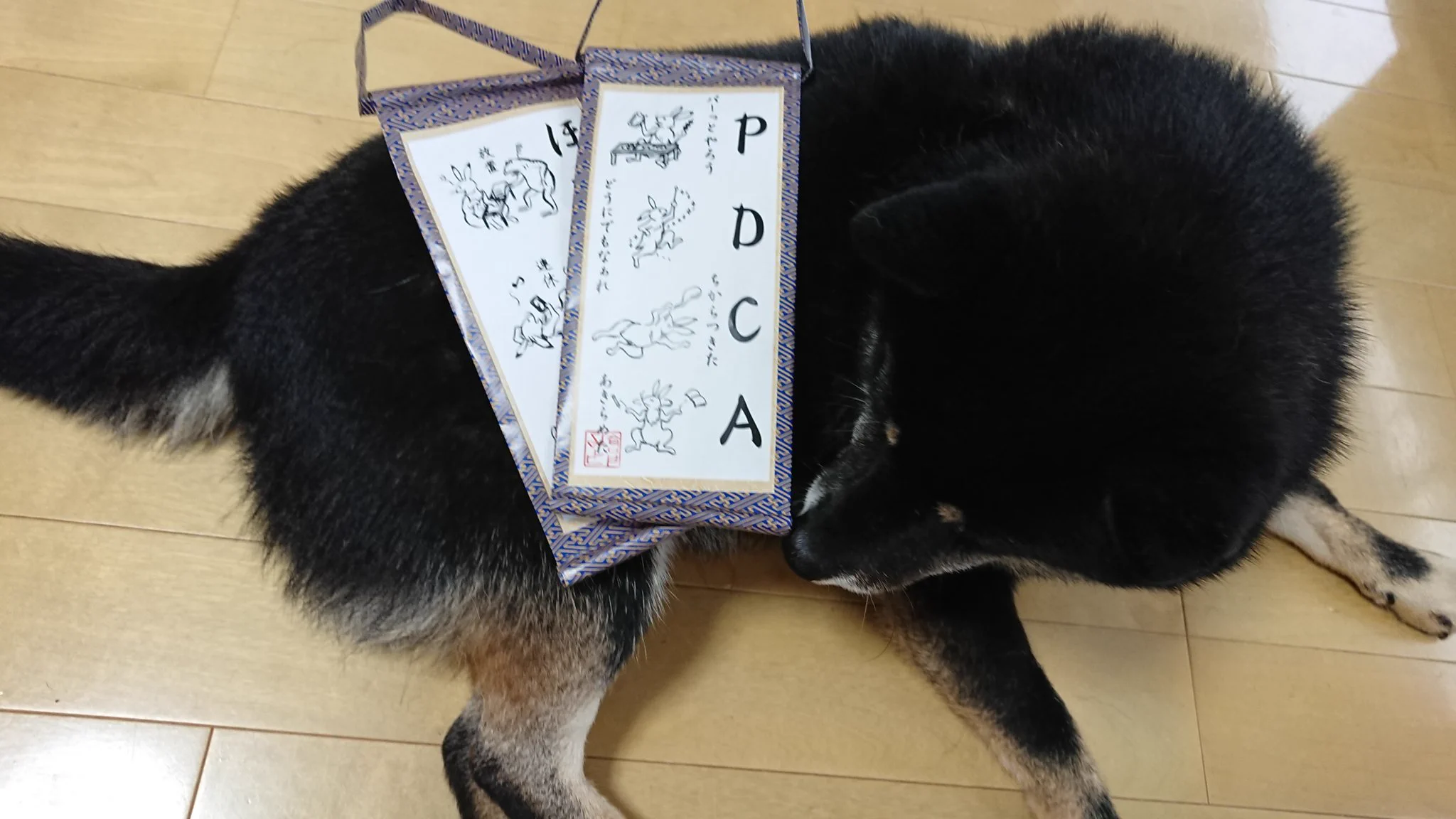 @mitragyna 作りました！！柴犬に虚無の顔をされました！！ 