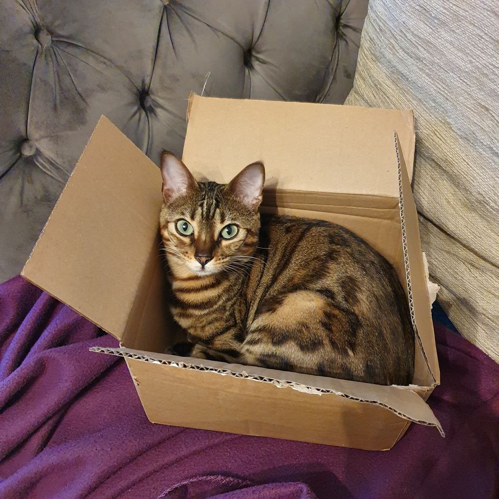 person_split's tweet image. Thank you for everyone who joined in with Monkey Island 3 last night - and for those of you who missed it link to clip below for Split's jumpscare by Rosie! Of course I'll forgive this adorable face though.

buff.ly/3jUdduY

#teamrosie #monkeyisland #twitchaffiliate