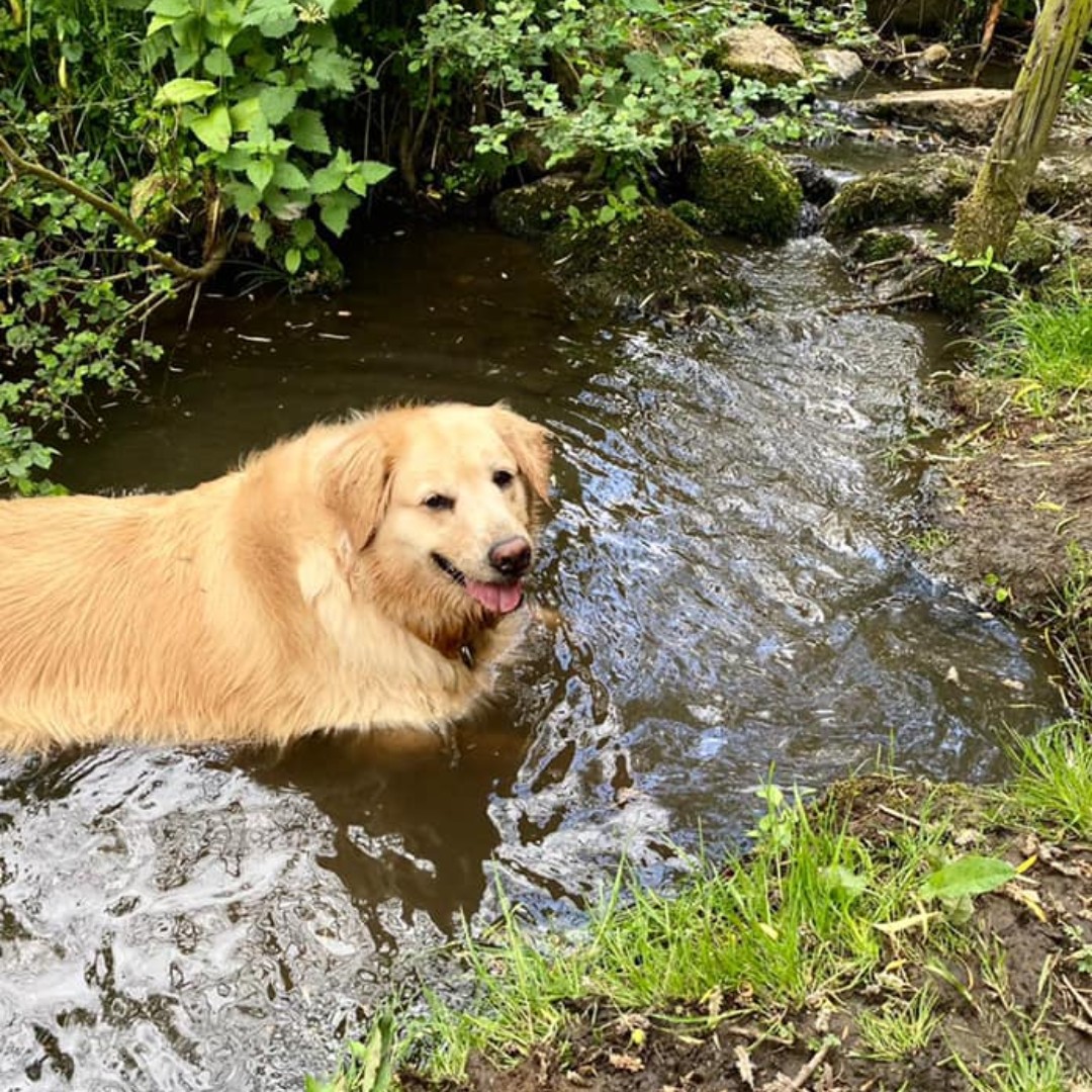There's always time for a quick dip in the river 🤩 Barking Mad holidays are tailored to your dogs needs, so if your dog enjoys a morning walk by the river, that is what they will get 🐕‍🦺

#DogHolidays #DogSitting #DogBoarding #DogHomeBoarding #DogWalking #CuetDogs #LoevDogs