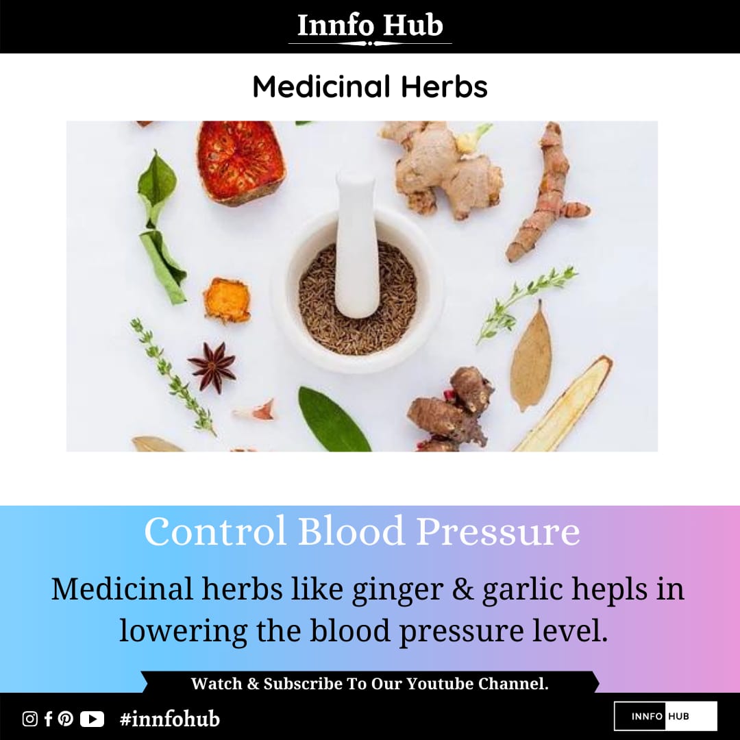 Innfohub's tweet photo. Eat Medicinal Herbs To Lower Blood Pressure.

Check out our YouTube Video:-
https://t.co/W9wPa1WR0y https://t.co/YE7z9T87Rh