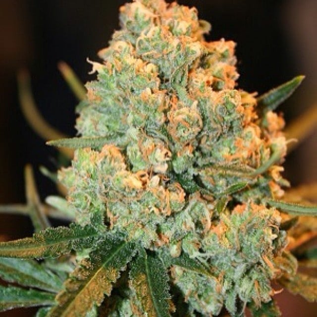 4Growe's tweet image. Ready