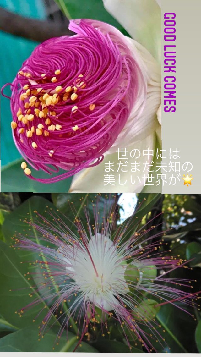 ゴバンノアシ Twitter Search Twitter