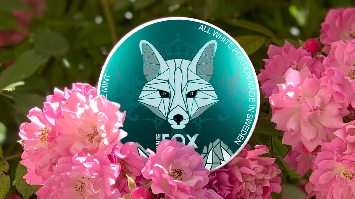 The most innovative way to consume vitamin “N” 🦊🔥
____
🌐 BUY on Odenssnus.com
✔️ Produced by <a href="/gn_tobacco/">gn_tobacco</a> 

#nicotine #pouch #swe #Sweden #nature #Flamengo #flawors #ad #whitefox #mint #menthol