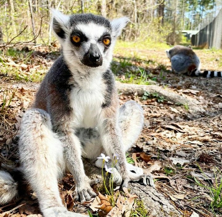 LittleLazyLemur tweet picture