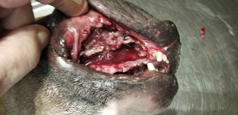 errndf's tweet image. our next step for Angel consultation and then come up with another $2,000 to $2,500 for the MRI just to see if reconstructive surgery is an option
PayPal ThrowAwayRescue@gmail.com
CashApp $ThrowAwayRescue2021 
VenMo @Throw-Away-Rescue-21 
Your donations are tax deductible our EIN