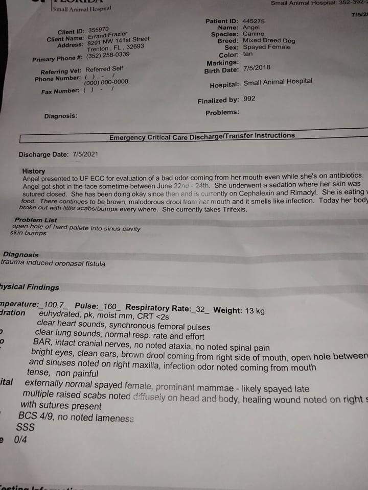errndf's tweet image. our next step for Angel consultation and then come up with another $2,000 to $2,500 for the MRI just to see if reconstructive surgery is an option
PayPal ThrowAwayRescue@gmail.com
CashApp $ThrowAwayRescue2021 
VenMo @Throw-Away-Rescue-21 
Your donations are tax deductible our EIN