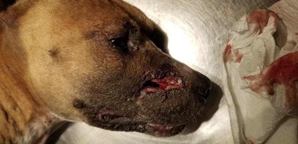 errndf's tweet image. our next step for Angel consultation and then come up with another $2,000 to $2,500 for the MRI just to see if reconstructive surgery is an option
PayPal ThrowAwayRescue@gmail.com
CashApp $ThrowAwayRescue2021 
VenMo @Throw-Away-Rescue-21 
Your donations are tax deductible our EIN