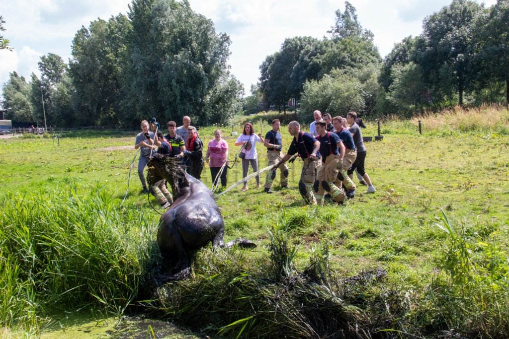 Schiedam - Weer pittige klus voor de brandweer: paard uit de sloot halen: ?