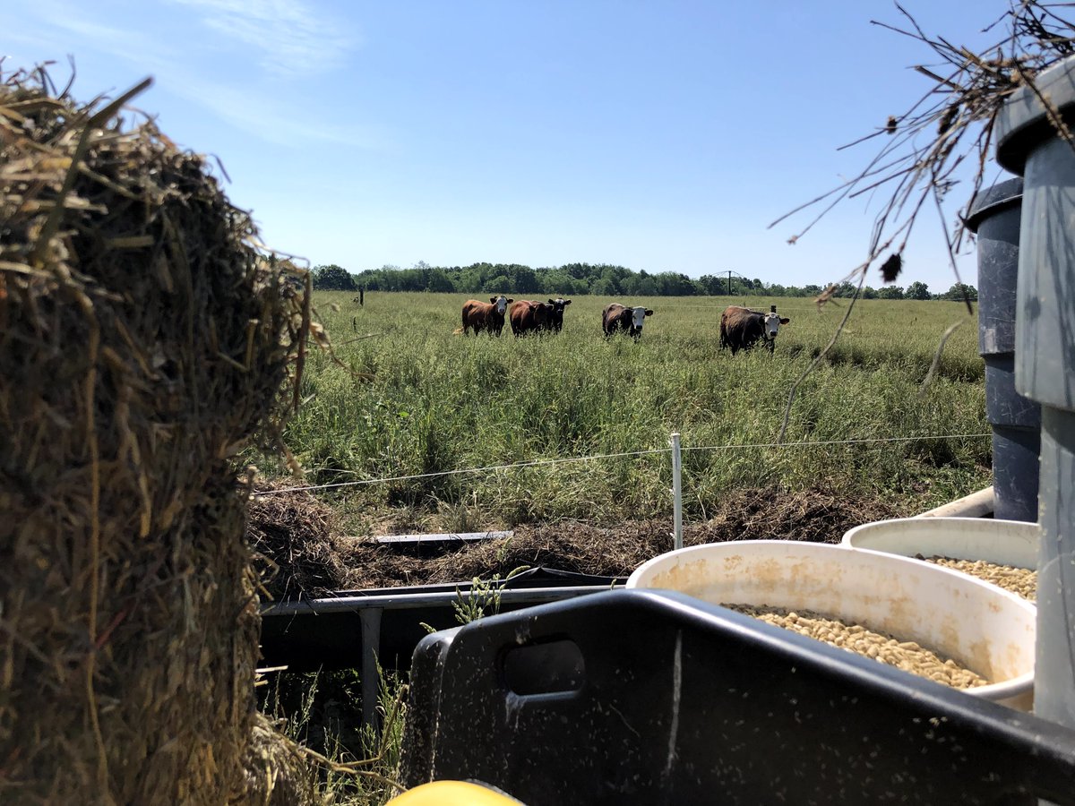 msu_kelloggfarm's tweet image. Rain or shine, Farm staff are out in the pasture delivering each of the beef study groups their supplemental feed! #MSUKBS