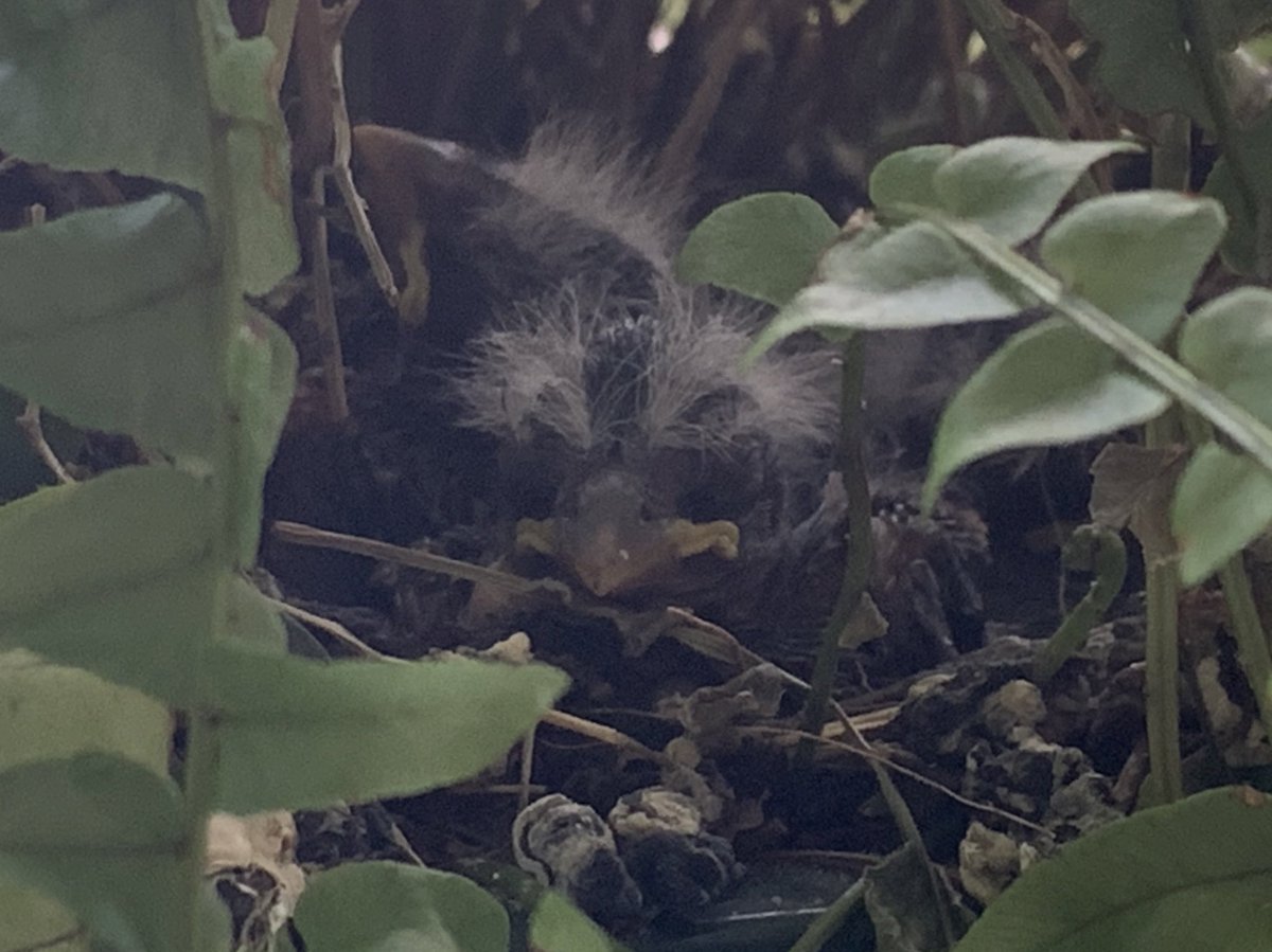 KnightWMAR's tweet photo. As those storms blew through last night, my main concern was for the 4 baby birds in my hanging basket. They did fine and when I went to check on them, all were sleeping as if nothing happened. #concernedmom @WMAR2Weather @LynetteWMAR @WMAR2News https://t.co/HYbKdammdJ