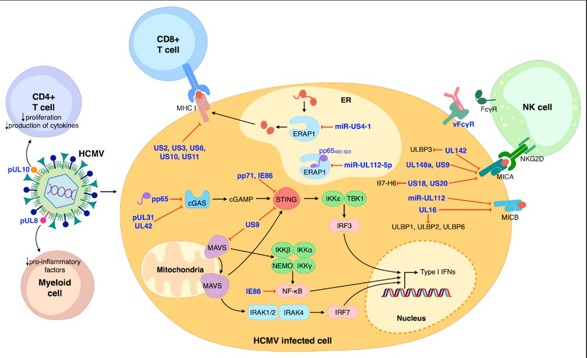 Human #cytomegalovirus (HCMV) is a ubiquitous double-stranded DNA virus belonging to the #β-subgroup of the #herpesvirus family. Read more at mdpi.com/1999-4915/13/2…