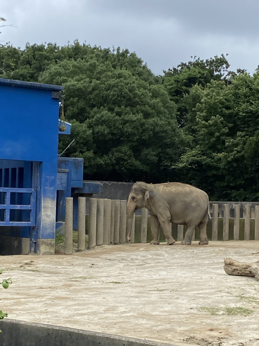 なりたいどうぶつ総選挙 Twitter Search
