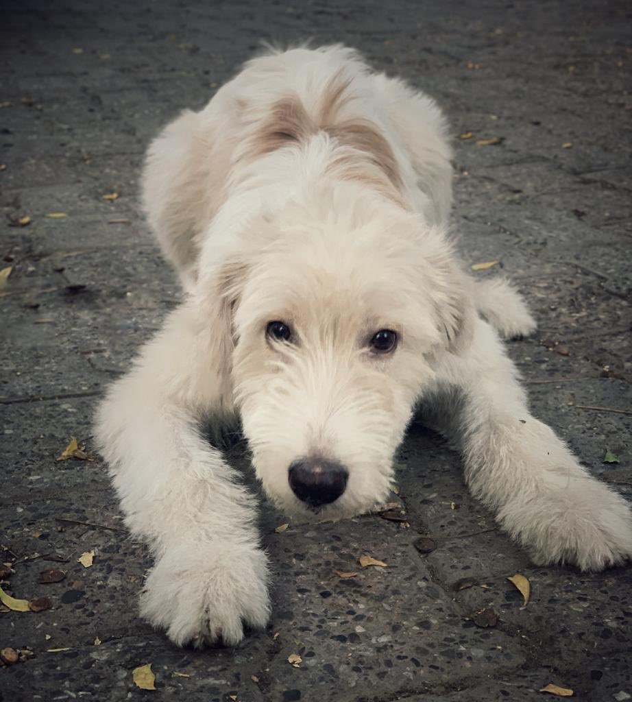 #Delhi Chutney 🐶 needs a loving home! #AdoptDontShop instagram.com/p/CRD_Vawndin/

Dewormed, vaccinated, potty and leash trained — Chutney will make a very loving companion. 

To adopt, please call Devika on 09811883740 or email cat@dogwithblog.in

RT!