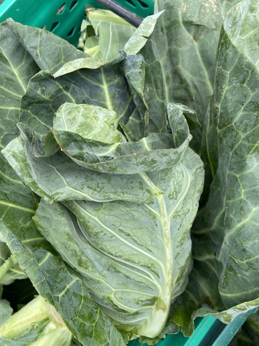 jtattshotmailc1's tweet photo. Just harvested for tomorrow’s collection boxes, broccoli, spring cabbage, cauliflower and tenderstem broccoli 🥦 🍀🍀 ⁦⁦@PaulineLogan⁩ ⁦@DeirdreGiblin1⁩ ⁦@ashley_hussey89⁩ ⁦@DrummondHGarlic⁩ https://t.co/BhS0xZL8MN
