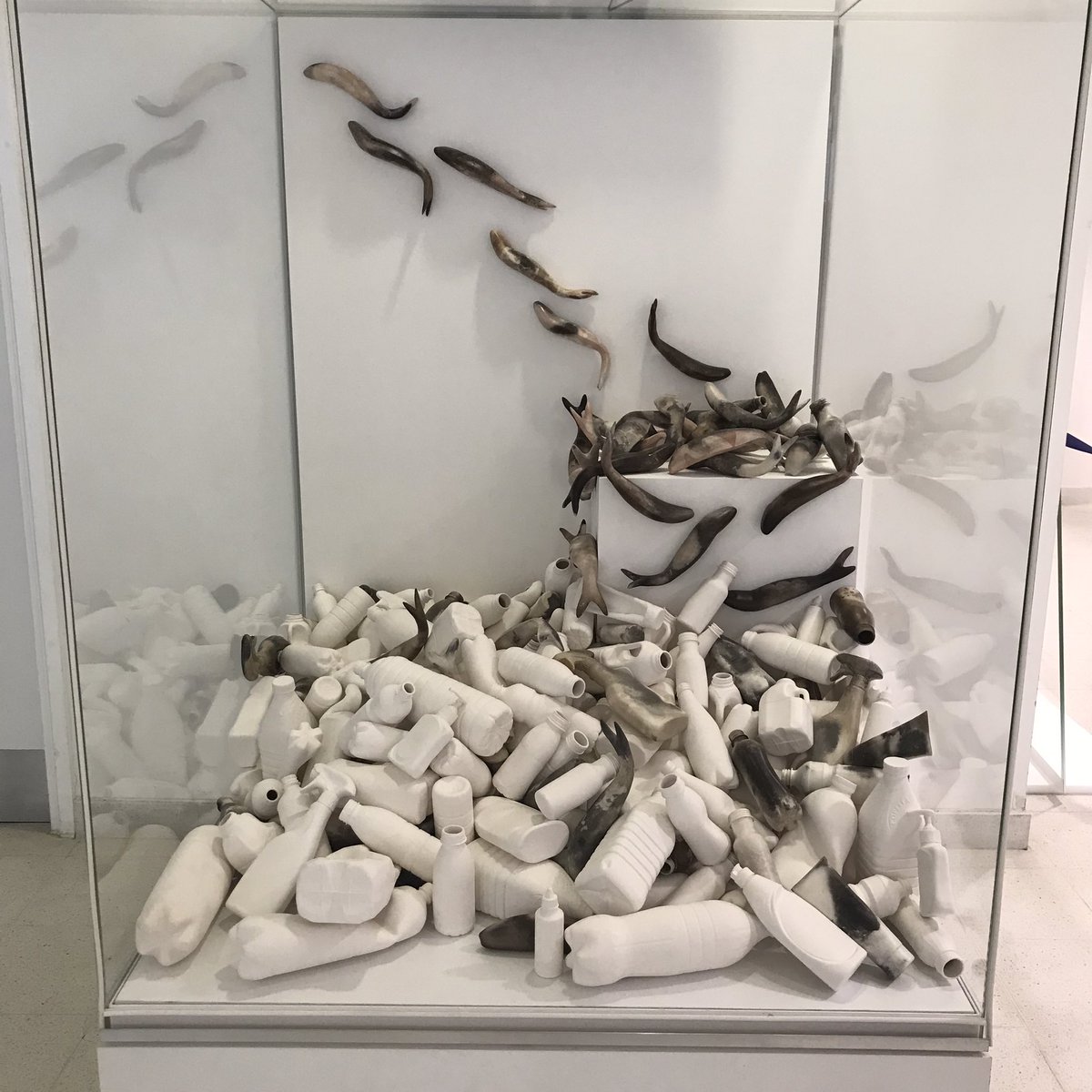 Mella Shaw (@mellashaw) on Twitter photo Exhibition opening today! Breaking Point: Fragility in Clay and Nature <a href="/ZoologyMuseum/">Museum of Zoology, Cambridge</a> on until 3 Oct. Thrilled to be showing my work alongside Elspeth Owen and Jayne Ivimey in this fabulous place! #breakingpoint #environmentalart #ceramics Exhibition opening today! Breaking Point: Fragility in Clay and Nature <a href="/ZoologyMuseum/">Museum of Zoology, Cambridge</a> on until 3 Oct. Thrilled to be showing my work alongside Elspeth Owen and Jayne Ivimey in this fabulous place! #breakingpoint #environmentalart #ceramics