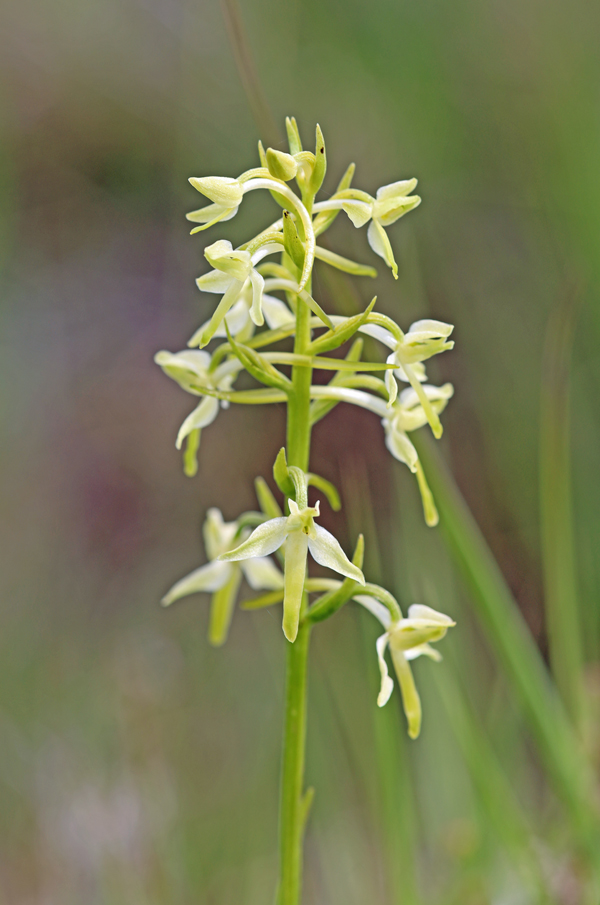 Lytchettbirder's tweet photo. A few orchids I've come across over the last week. #LesserButterfly #MarshHelleborine #PyramidalOrchid https://t.co/upv0k6y7Mm
