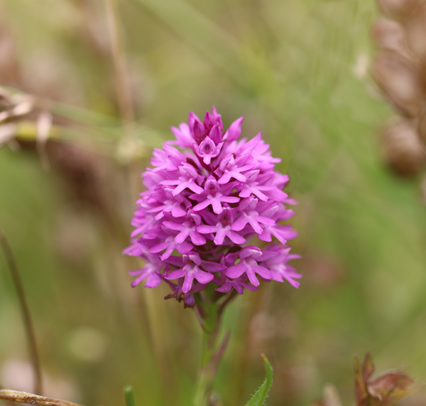 Lytchettbirder's tweet photo. A few orchids I've come across over the last week. #LesserButterfly #MarshHelleborine #PyramidalOrchid https://t.co/upv0k6y7Mm