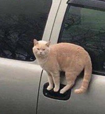 Cats for Happiness. tweet media