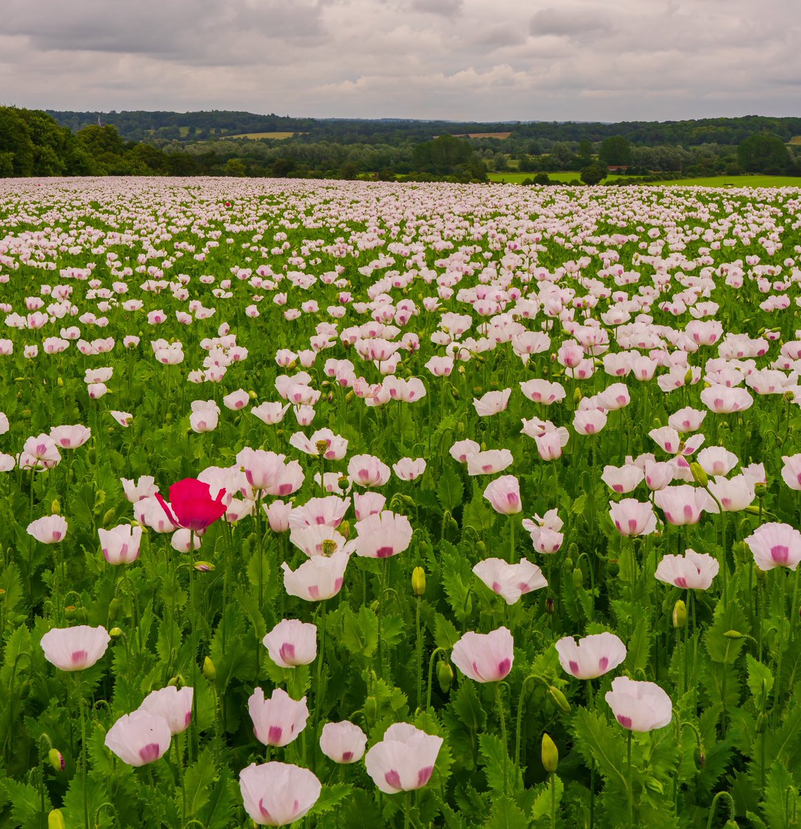 Steve_Hogan_'s tweet photo. #goodafternoon Beautiful #pinkpoppies as far as the eye can see @StormHour @HollyJGreen @SonyUKTEC @SonyUK @VisitSEEngland @VisitEngland #NaturePhotography #naturelovers #NaturePhotography #stuningviews #poppyfields https://t.co/qCA2rVYuRT