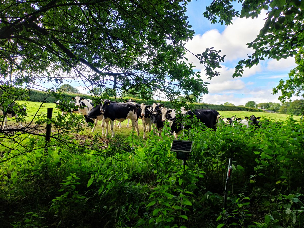 A good day in the field with <a href="/GlasData/">Glas Data</a> and <a href="/VerFacilLimited/">Ver_Facil_Limited</a> yesterday maintaining sensors in the watercourses. Of course the locals had to come over to find out what we were up to #NaturalCapital