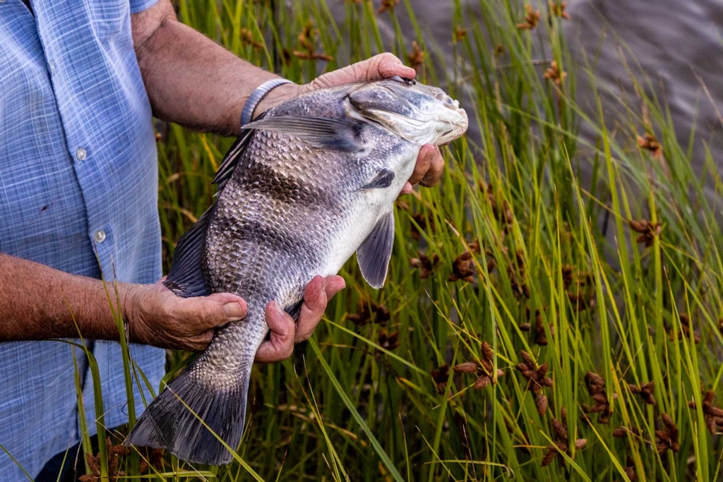 Meet the black drum, held in the hands of a River Dunes visitor who caught him in our very own Grace Harbor.
~  ⁠
The Neuse River boasts a rich wildlife: from fish to turtles to dolphins. Bring your camera, sense of adventure, &amp; maybe even a fishing rod on your next visit.
